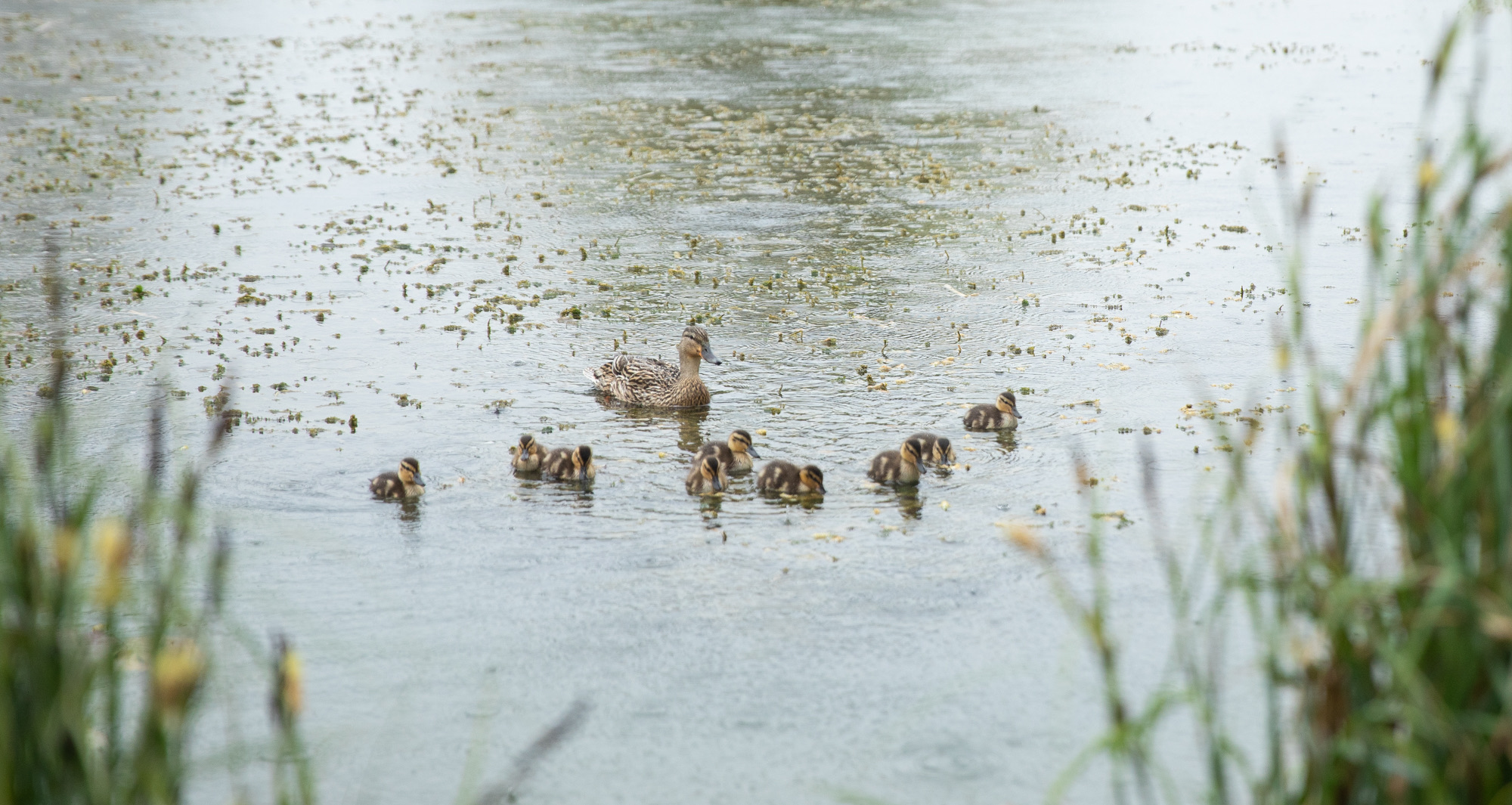 Duck and ducklings on the lake