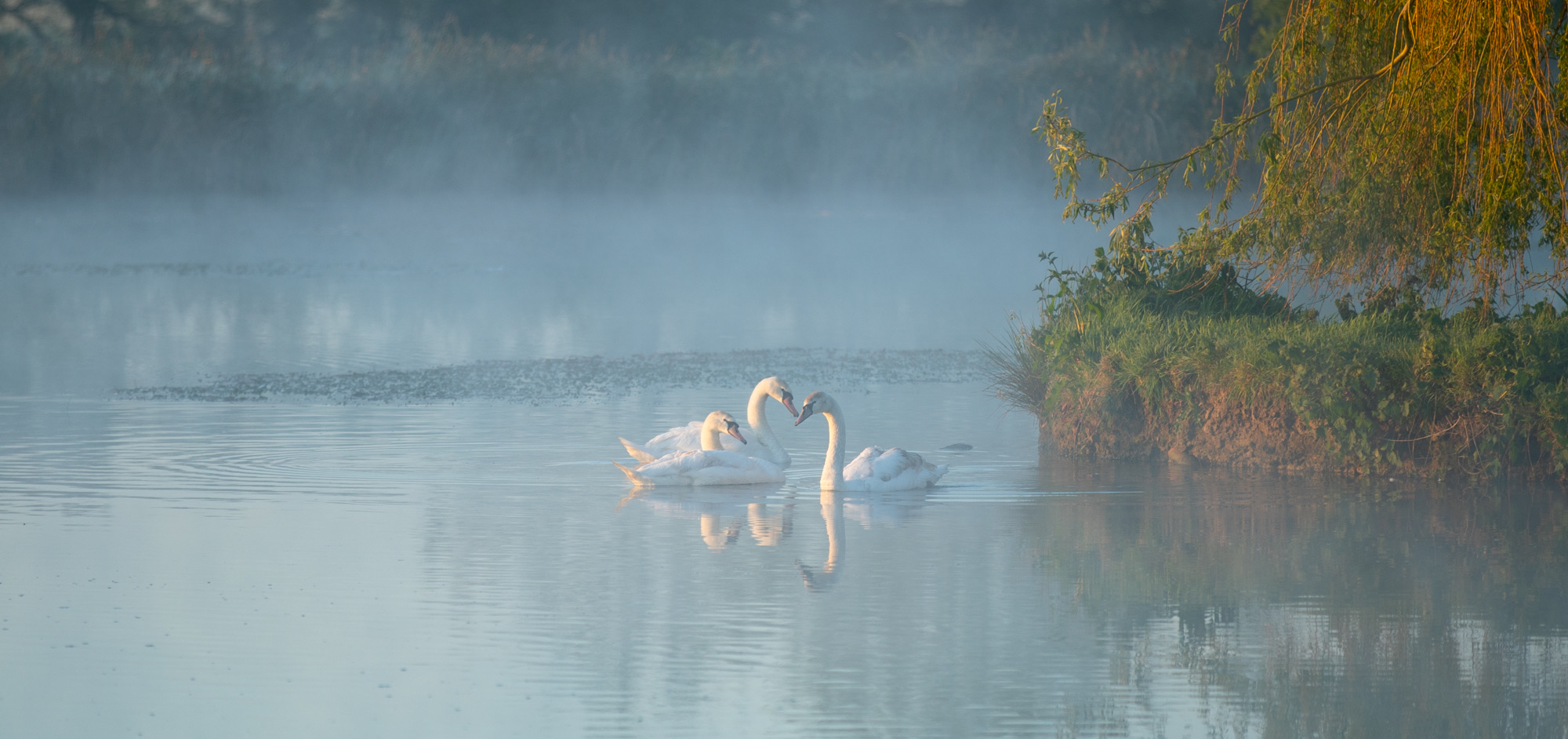 Swans on the lake